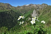 68 Anemoni narcissini con vista verso Corno Branchino, Monte Corte, Pizzo Farno, Pradella